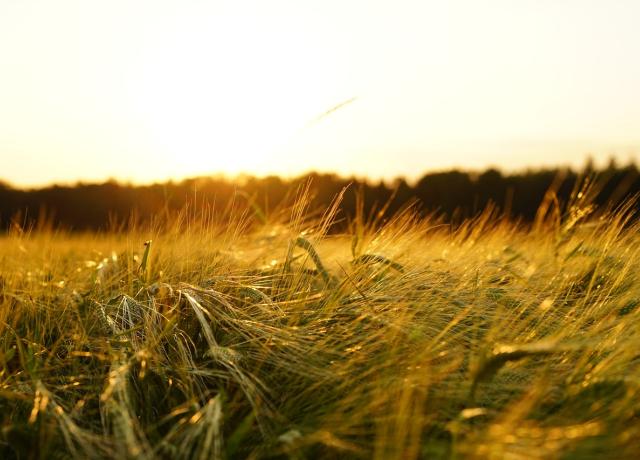 Des pesticides dans l’air francilien – Nouveaux résultats